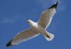 Ring-billed Gull at Rossi's Ice Cream, Westcliff (Steve Arlow) (23277 bytes)